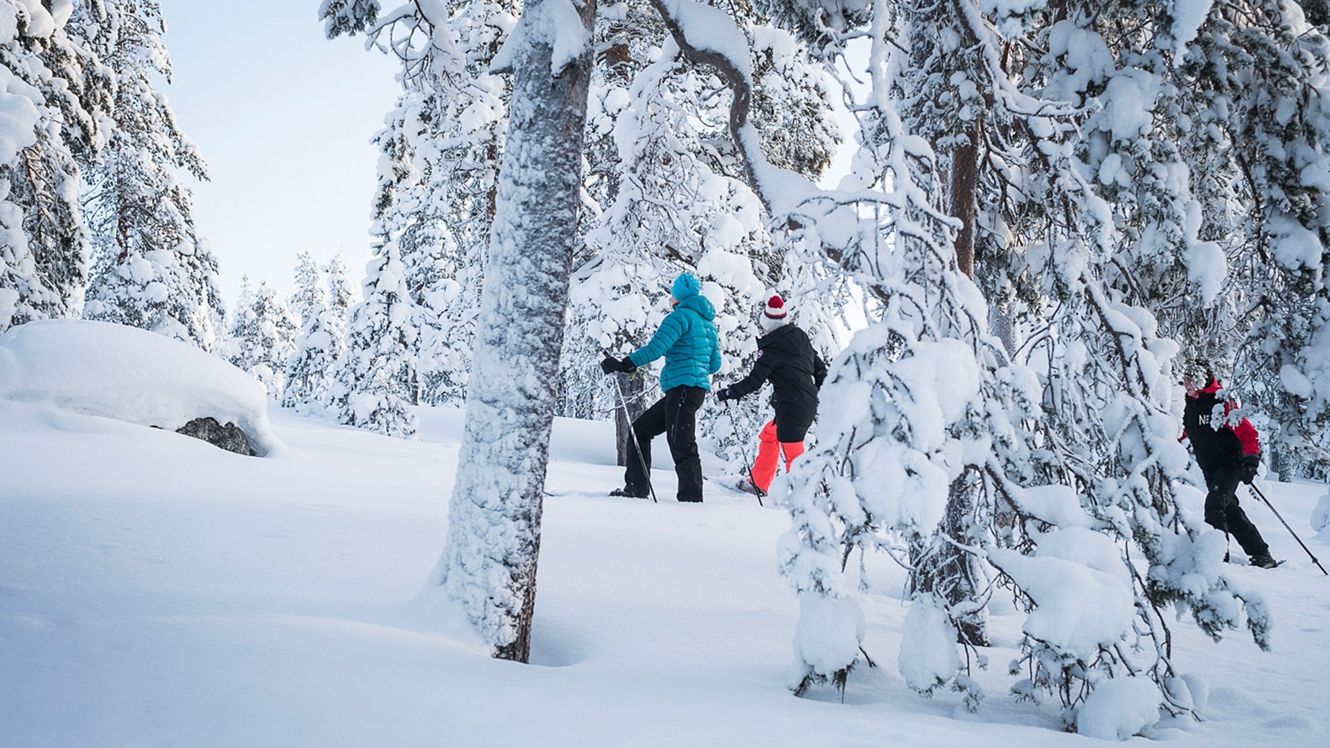 Kaksi hiihtäjää metsäladulla.